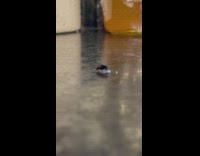 Two flies fight over a piece of rice on the ground