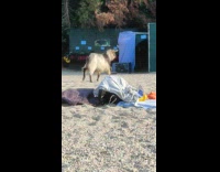Goat chased away by small dog beach
