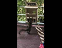 Brown squirrel eats at homemade saloon 