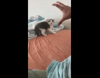Grey white kitten runs around pink bedsheets 