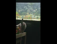 Grey cat watches fish tank aquarium 