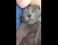 Collab PLC - Compilation video of gray cat near owner