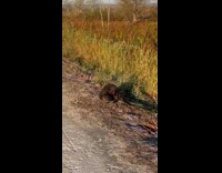 Brown groundhog weasel animal in grass