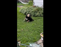 Dog scratching butt on grass