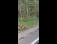 Brown fox carries bunny rabbit in mouth 