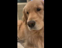 Collab Pets For All - Golden retriever breathes heavy 