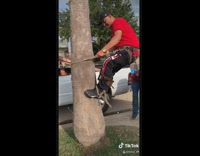 Collab ClipsIG - Red shirt guy climbs cuts palm tree