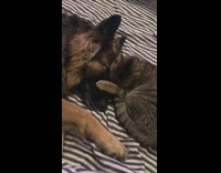 Cat grooms sleeping german shepherd dog bed