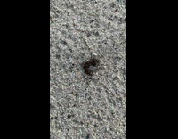 Ants eats a dried up worm on sand