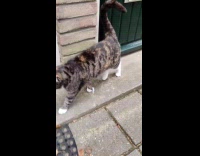 Cat with bird feathers stuck on mouth