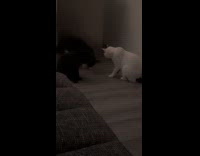 Three cat stares at bug crawl on floor