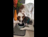 Two dogs drink water on bowl together