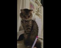 Cat bite and slap pen from owner