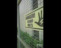 Guy pretends to faint after touching fence 