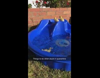 Yellow baby duck goes down slide pool