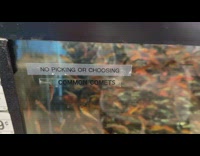 Very crowded fish tank with small fishes