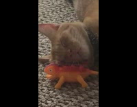 orange cat sleeps on orange toy dinosaur 