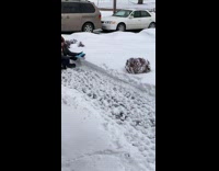 Girl makes army of duck shaped snowballs in front yard 