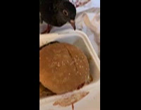 Pigeon eats sesame seeds on burger bun