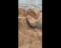 BitchMP - Crab sand opens bottle of beer corona