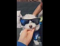 White dog wears blue sweater black sunglasses 