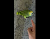 Pet bird responds No when the filmer asked it to Stop It