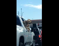 Dogs peeking out from truck window on traffic 