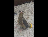 Baby bird and gopher in womans backyard