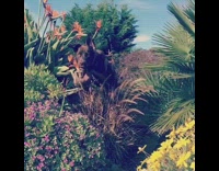 Large brown dog jumps over flowers garden 