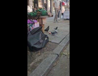 Pigeon birthday party eats cupcake on street