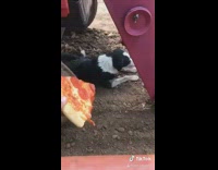 Black white dog jimmy yell pizza