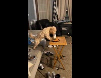 Dog drinks milk from glass on table