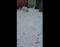 Dog play fetch with stick snow yard
