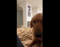 Dog whining when hooman rests hand from petting 