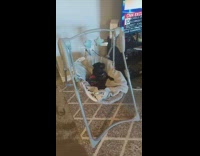 Pug Pup in Swing Stares at Lady