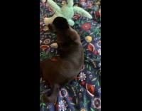 Collab PLC - Dog plays with green bunny stuffed toy