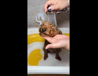 Collab Clips_MPUGC2 - Woman gives dog full grooming