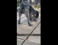 Grey dog plays with rock black fence
