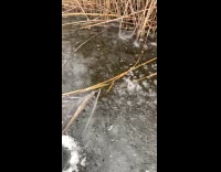 Mini possum attacks fish on frozen lake