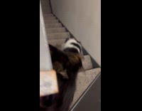 Pets wait stairs open to go down
