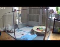 Teacup dog jumps and escapes glass cage