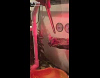 Collab Clips mpugc - Frog jumps steals food tongs