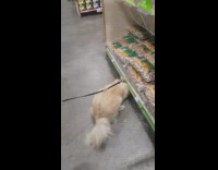 Music Blonde Dog Reaches Under Store Shelves for Food