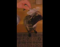 Brown cat gets brushed on head 