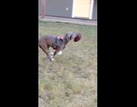 Gray dog run on grass carry football
