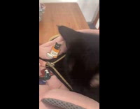 Woman shows cat sits inside the bag