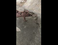 Abandoned pig found on third floor of building 