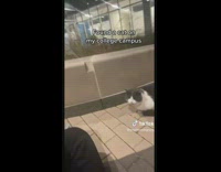 Woman feeds stray cat on university campus 