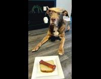 Dog and cat bone on loaf bread