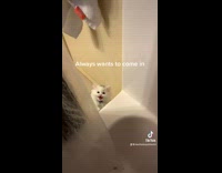 Collab BitchMP - Small white cat wants to get into shower with owner